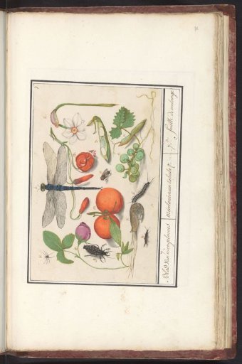 Natural history ensemble (no. 7)
