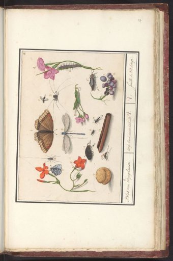 Natural history ensemble (no. 8)