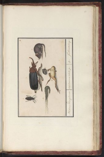 Natural history ensemble (no. 9)