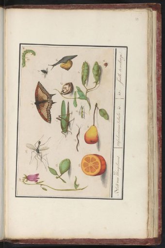 Natural history ensemble (no. 10)