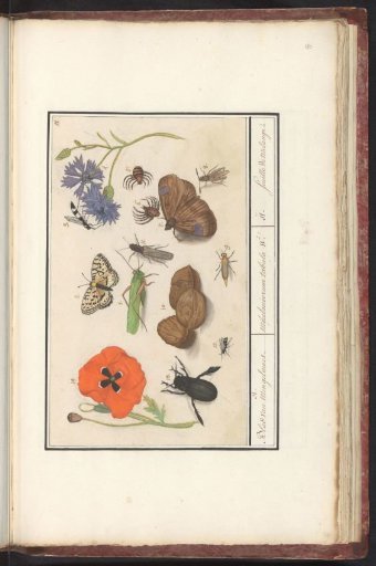 Natural history ensemble (no. 11)