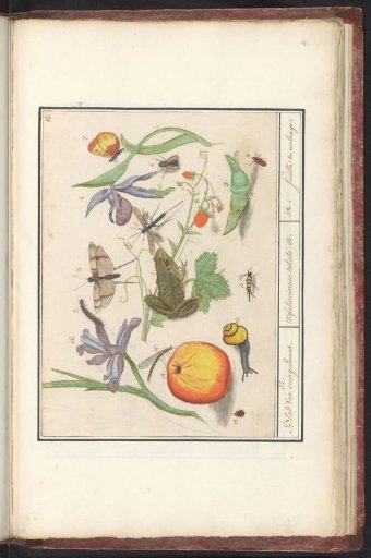 Natural history ensemble (no. 12)