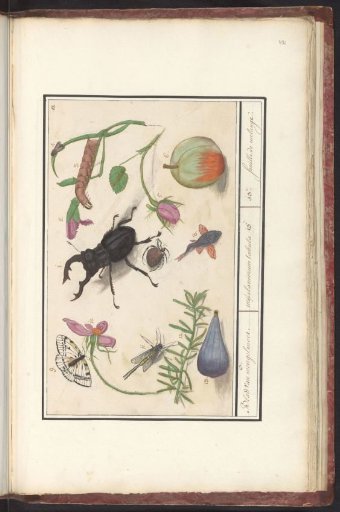 Natural history ensemble (no. 13)