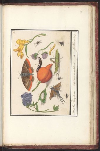 Natural history ensemble (no. 14)