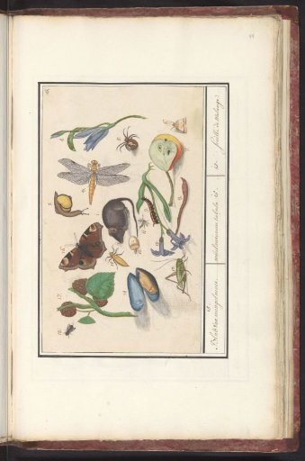 Natural history ensemble (no. 15)