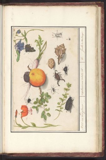 Natural history ensemble (no. 16)