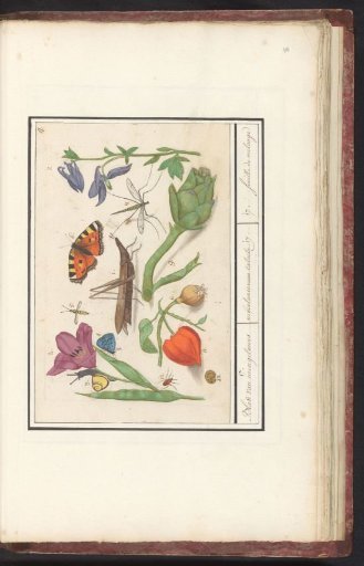 Natural history ensemble (no. 17)