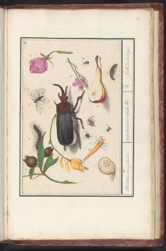 Natural history ensemble (no. 18)