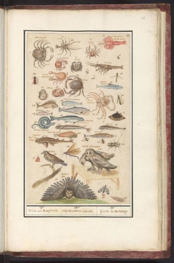 Natural history ensemble (no. 19)