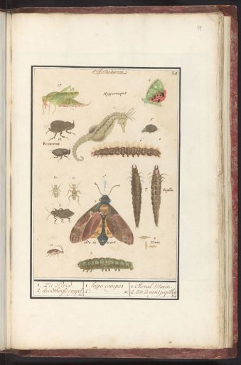 Natural history ensemble (no. 20)