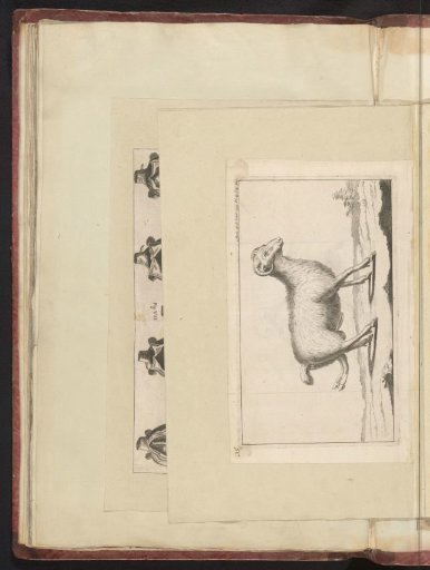 Sheep with six legs
