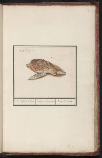 Sea turtle (Cheloniidae)