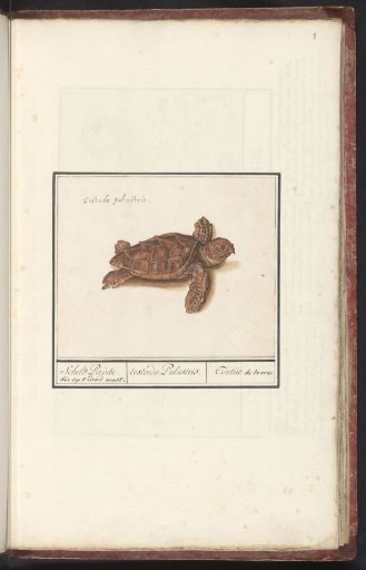 Sea turtle (Cheloniidae)