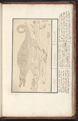 Crocodile (Crocodylidae)
