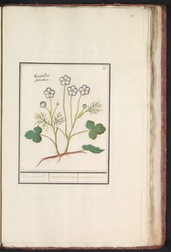 White buttercup (Ranunculus aconitifolius)