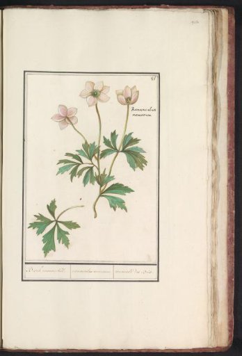 Wood anemone (Anemone nemorosa)