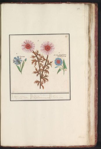 Unknown flower, cornflower (Centaurea cyanus) and bindweed (Convolvulaceae)