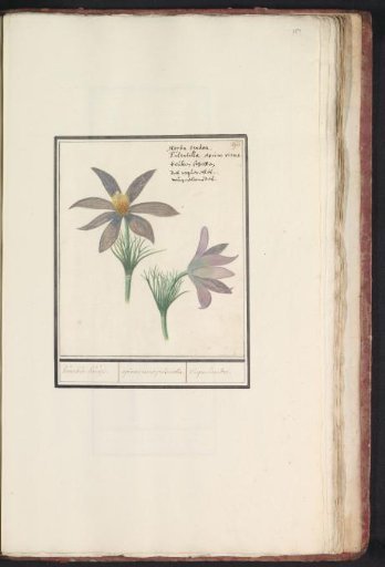 Pasqueflower (Pulsatilla vulgaris)