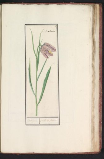 Snake's head fritillary (Fritillaria meleagris)