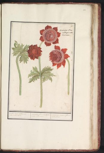 Anemone (Anemone)