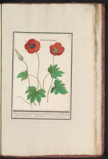 Anemone (Anemone)