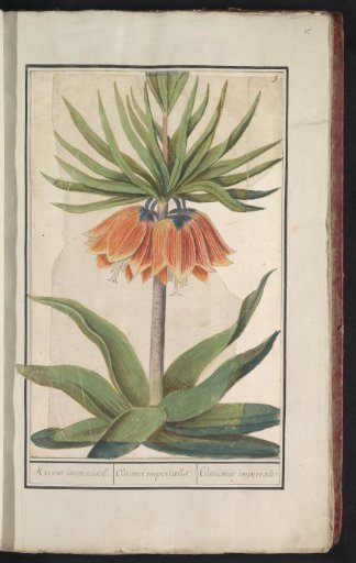 Crown imperial (Fritillaria imperialis)