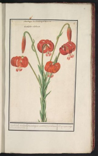 Red Lily (Lilium)