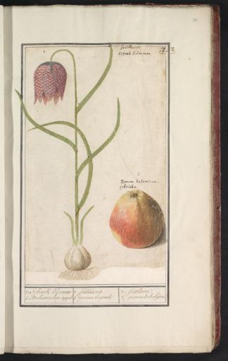 Checkered fritillary (Fritillaria meleagris) and an apple