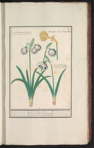 Snowdrops (Galanthus) and a daffodil (Narcissus)