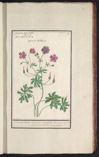 Crane's bill (Geranium)