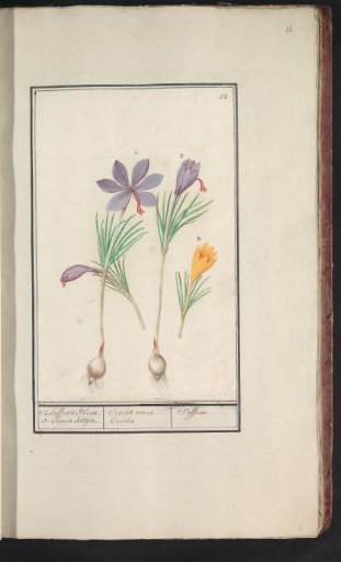 Saffron crocus (Crocus sativus) and yellow crocus (Crocus)