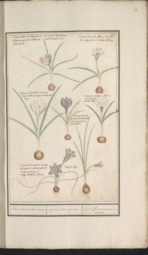 Seven Crocuses (Crocus)