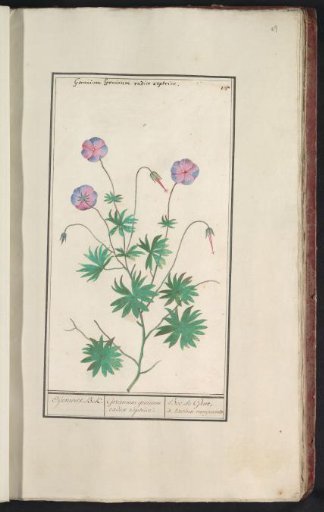 Crane's-bill (Geranium)