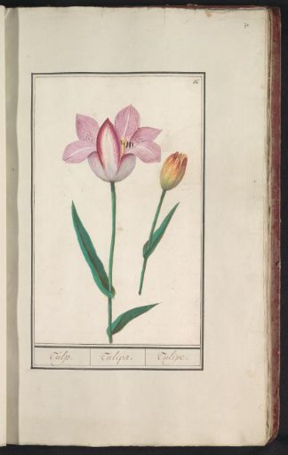 Tulip (Tulipa)