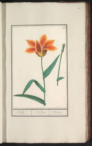 Tulip (Tulipa)