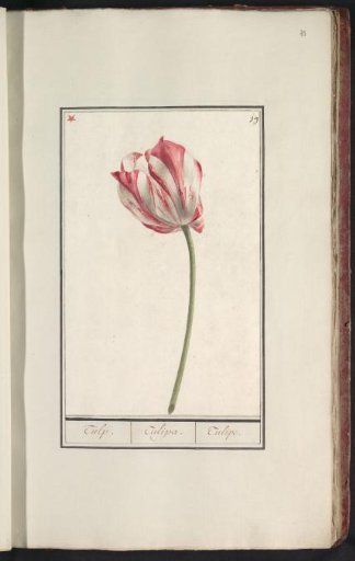 Tulip (Tulipa)