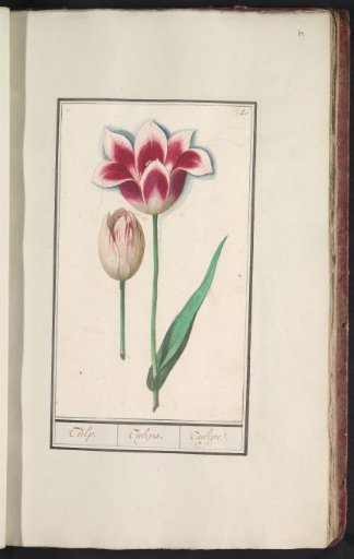 Tulip (Tulipa)