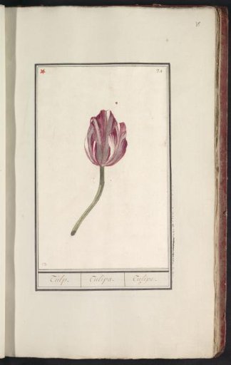 Tulip (Tulipa)