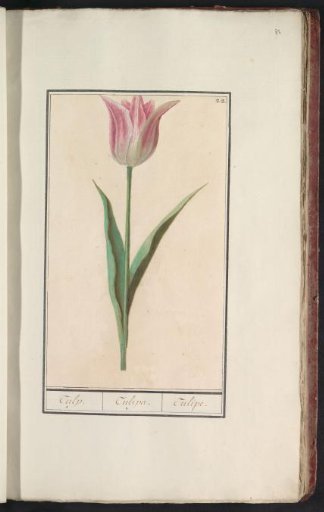 Tulip (Tulipa)