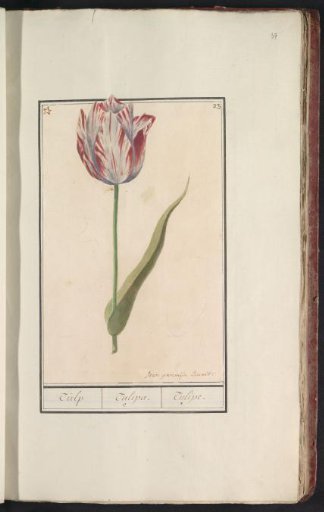 Tulip (Tulipa)