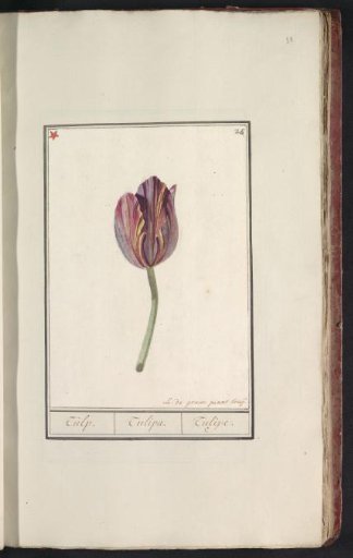 Tulip (Tulipa)