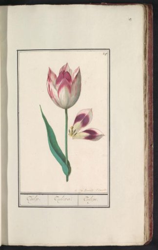 Tulip (Tulipa)