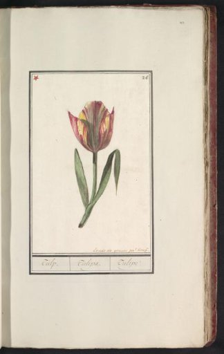 Tulip (Tulipa)