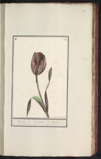 Tulip (Tulipa)