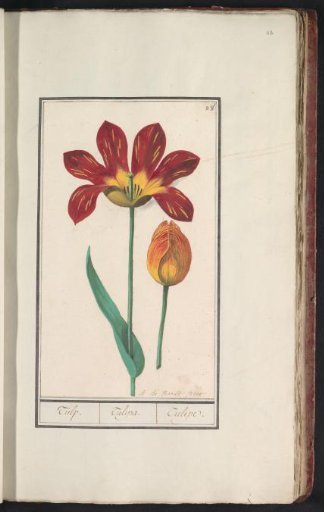 Tulip (Tulipa)