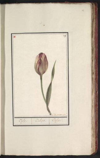 Tulip (Tulipa)