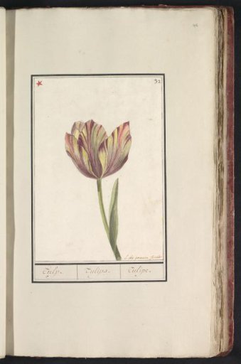 Tulip (Tulipa)