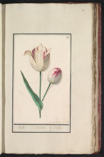 Tulip (Tulipa)