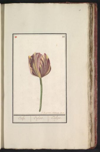 Tulip (Tulipa)