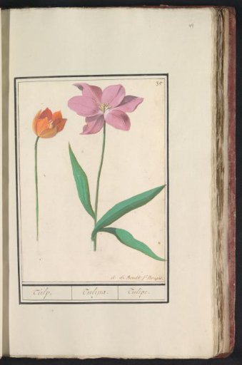 Tulip (Tulipa)